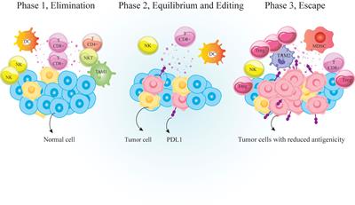 Chemotherapy reinforces anti-tumor immune response and enhances clinical efficacy of immune checkpoint inhibitors